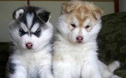Чистокровные сибирские хаски щенки